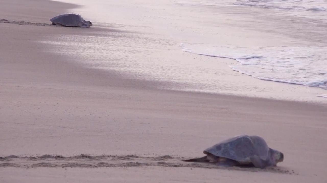 Mass nesting brings swarms of turtles to Mexican beach