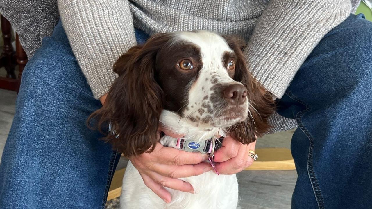 New life for dog rescued from house with 83 others
