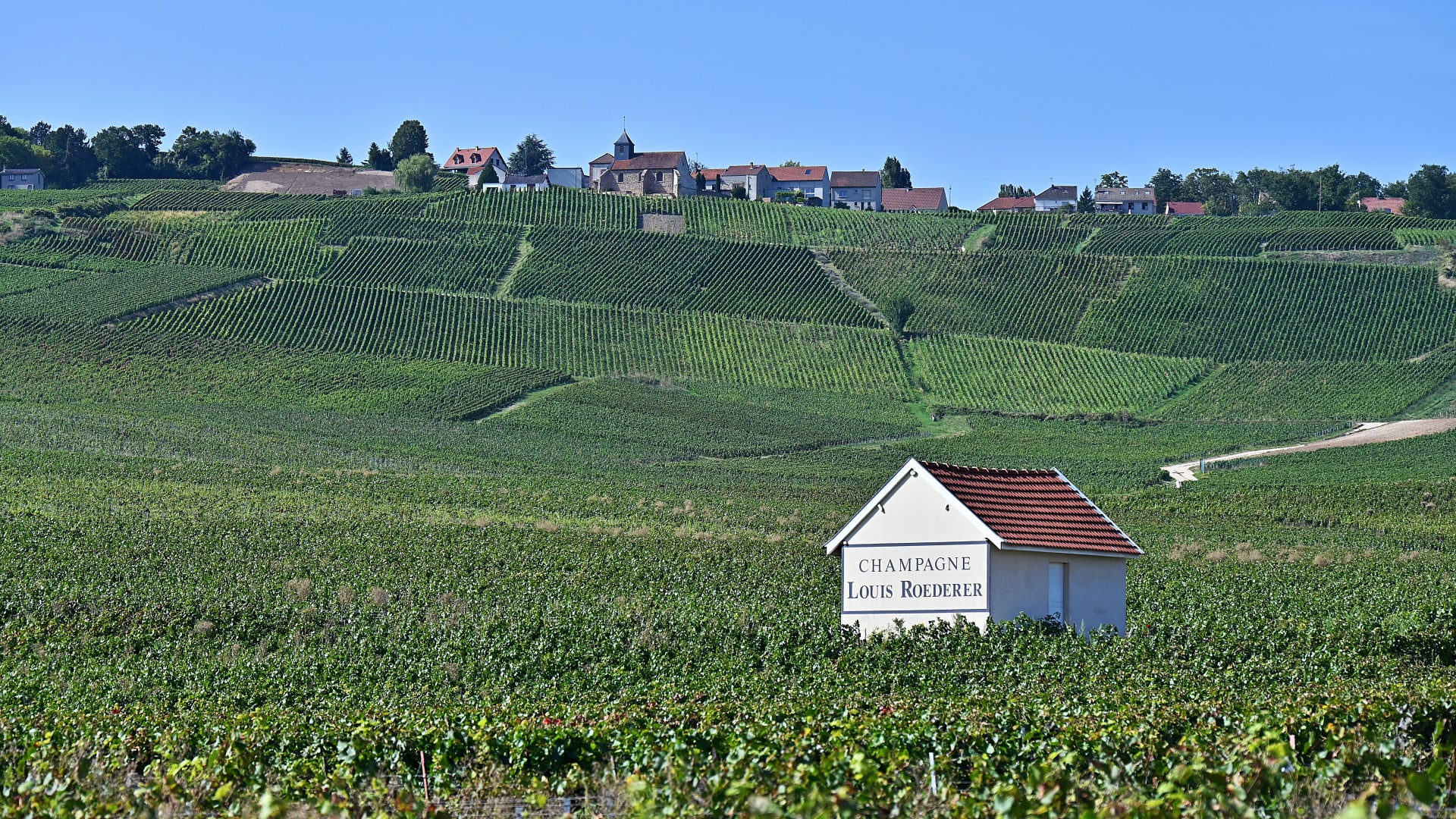 Extreme heat spurs earliest-ever Champagne harvest, putting its famous taste to the test