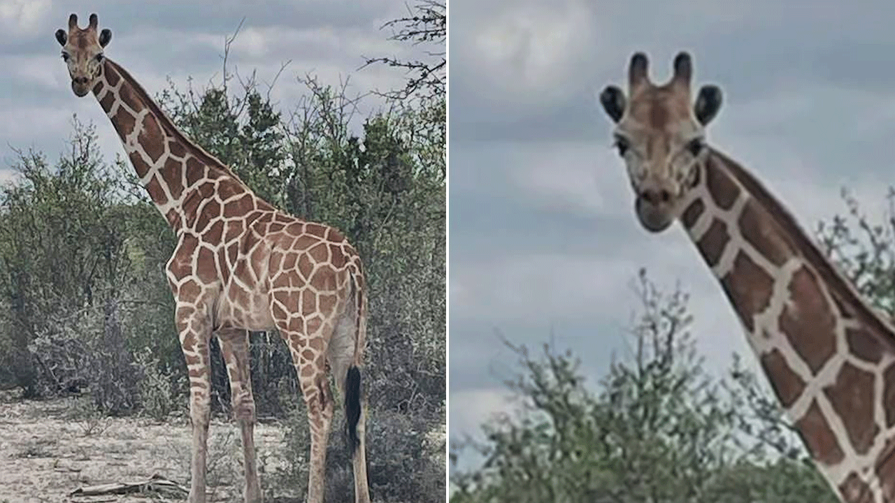 Missing 1200-pound giraffe Gracie found 2 weeks after wandering away from ranch in viral search